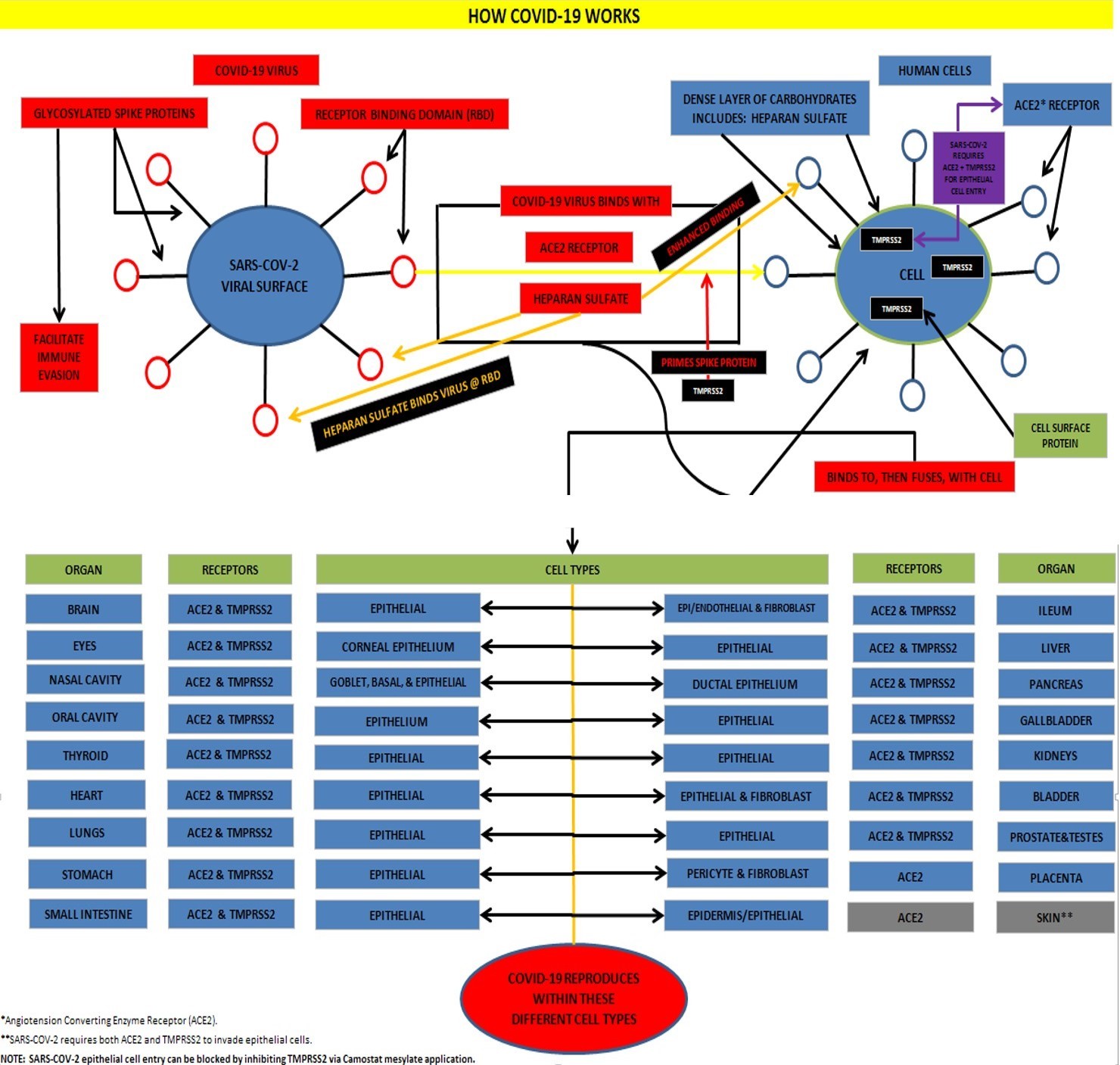 How Covid-19 Infection Works